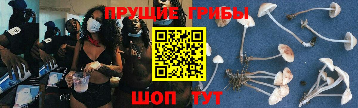 Псилоцибиновые грибы GOLDEN TEACHER Биробиджан